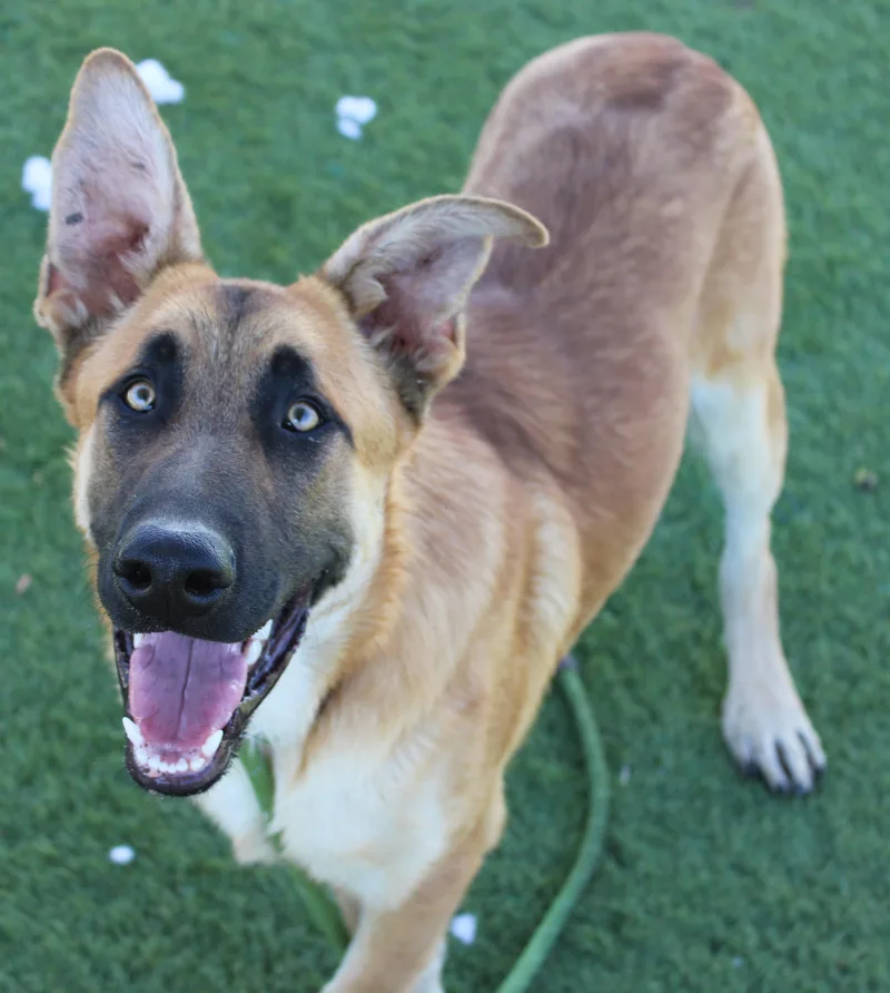An adult large-sized male Yellow / Tan / Blond / Fawn German Shepherd Dog dog named Neal for adoption in Wasco, CA