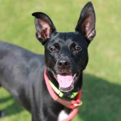 An adult medium-sized female Black Pit Bull Terrier dog named Nola for adoption in Atlanta, GA
