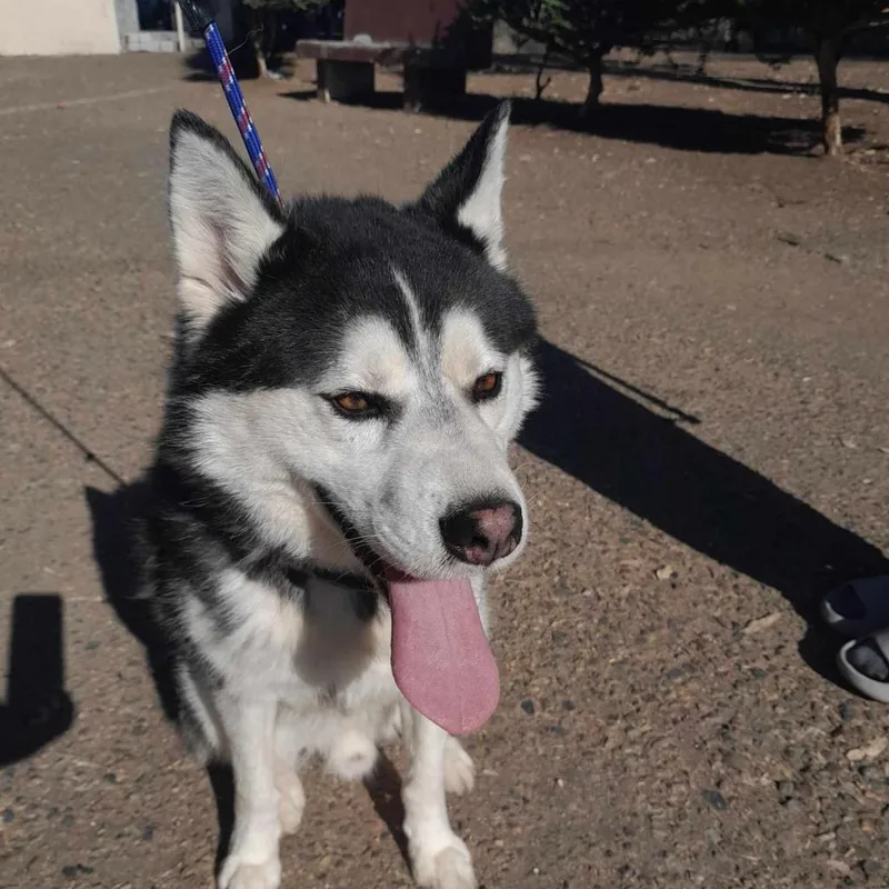 Scooby Husk thumbnail 2