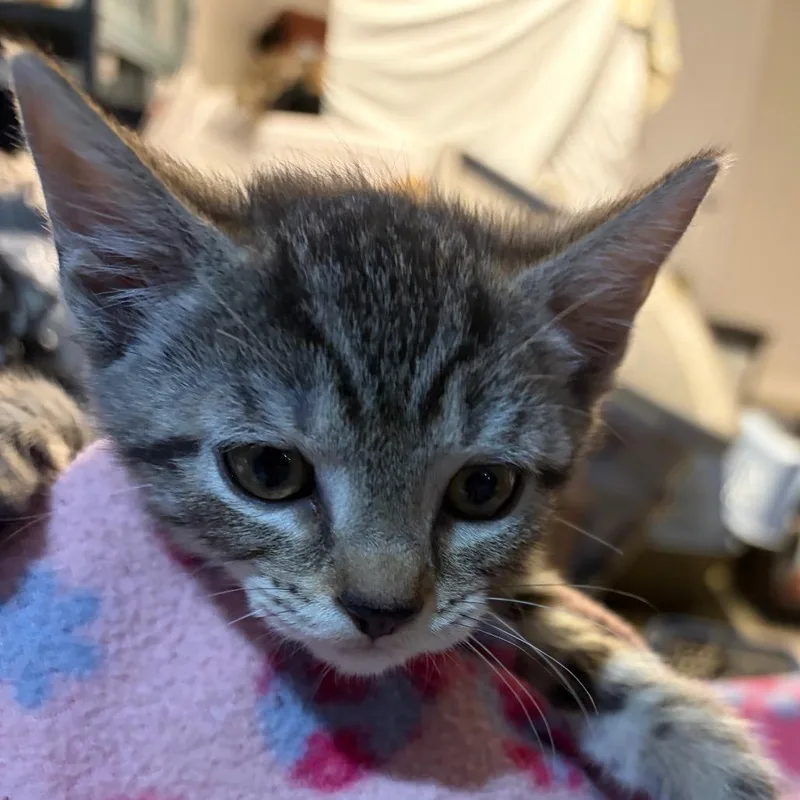 A baby small-sized female Brown / Chocolate Domestic Short Hair cat named Juliet for adoption in Waldorf, MD