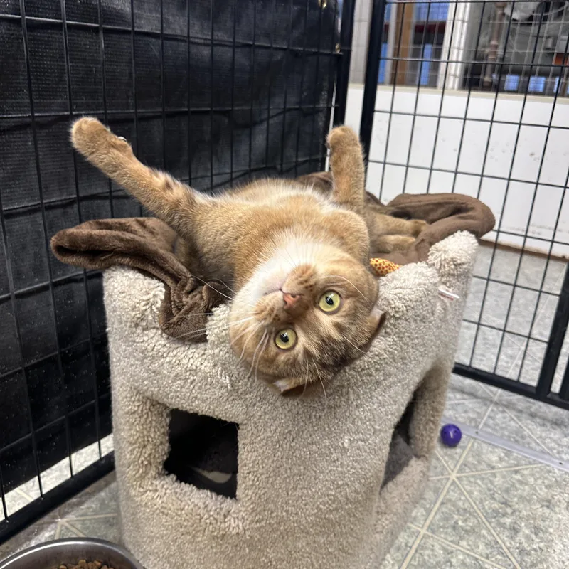 An adult large-sized male Buff / Tan / Fawn Scottish Fold cat named Cookie and Tofu for adoption in Anchorage, AK