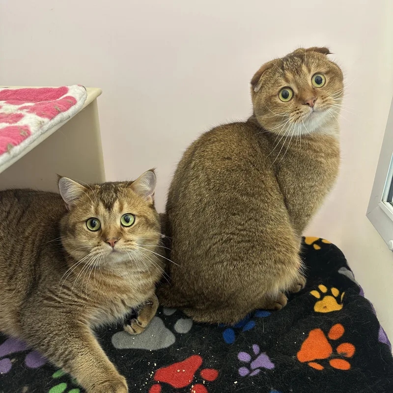 Cookie and Tofu thumbnail 3