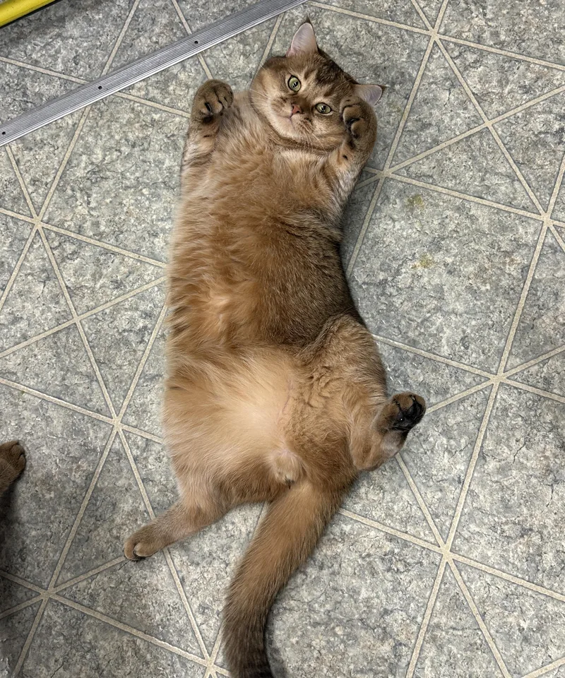 Cookie and Tofu thumbnail 5