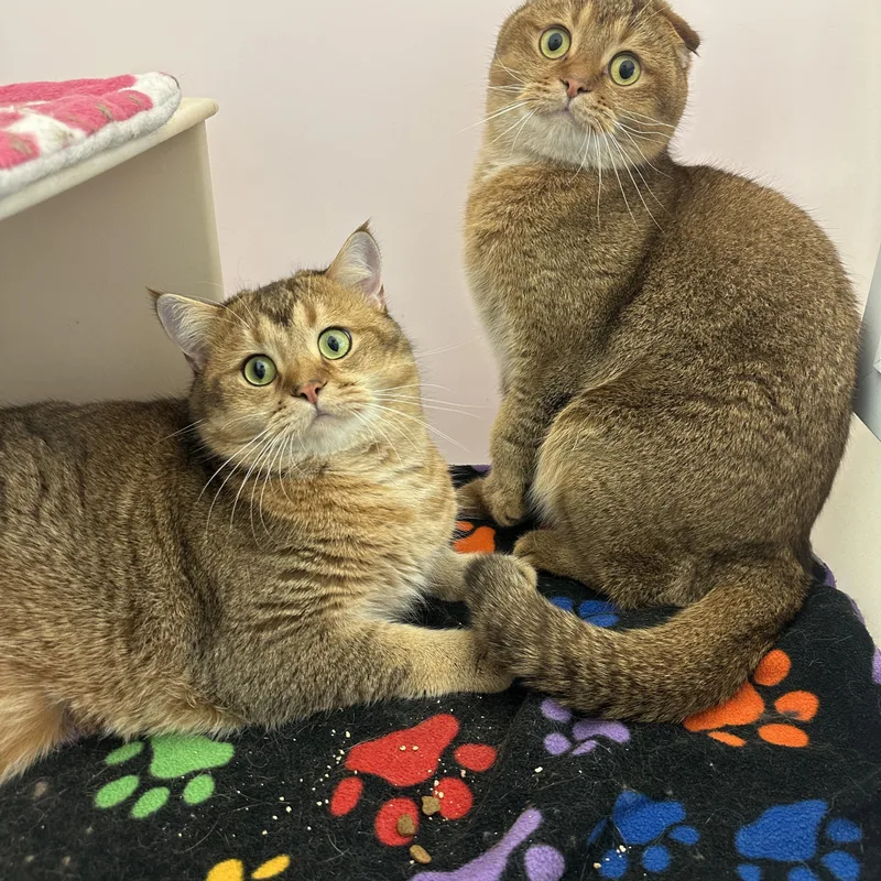 Cookie and Tofu thumbnail 6