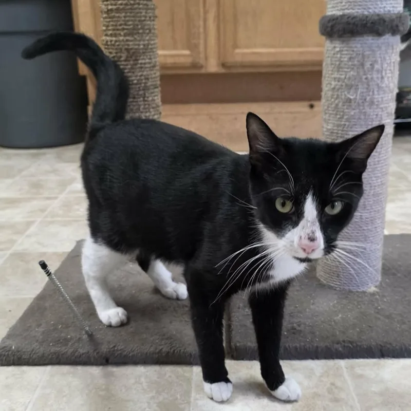 An adult medium-sized male Black Domestic Short Hair cat named Cowboy for adoption in Pine Mountain, GA