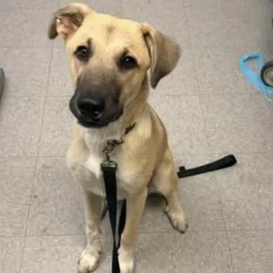 A young medium-sized male White / Cream Shepherd dog named August for adoption in Elgin, TX