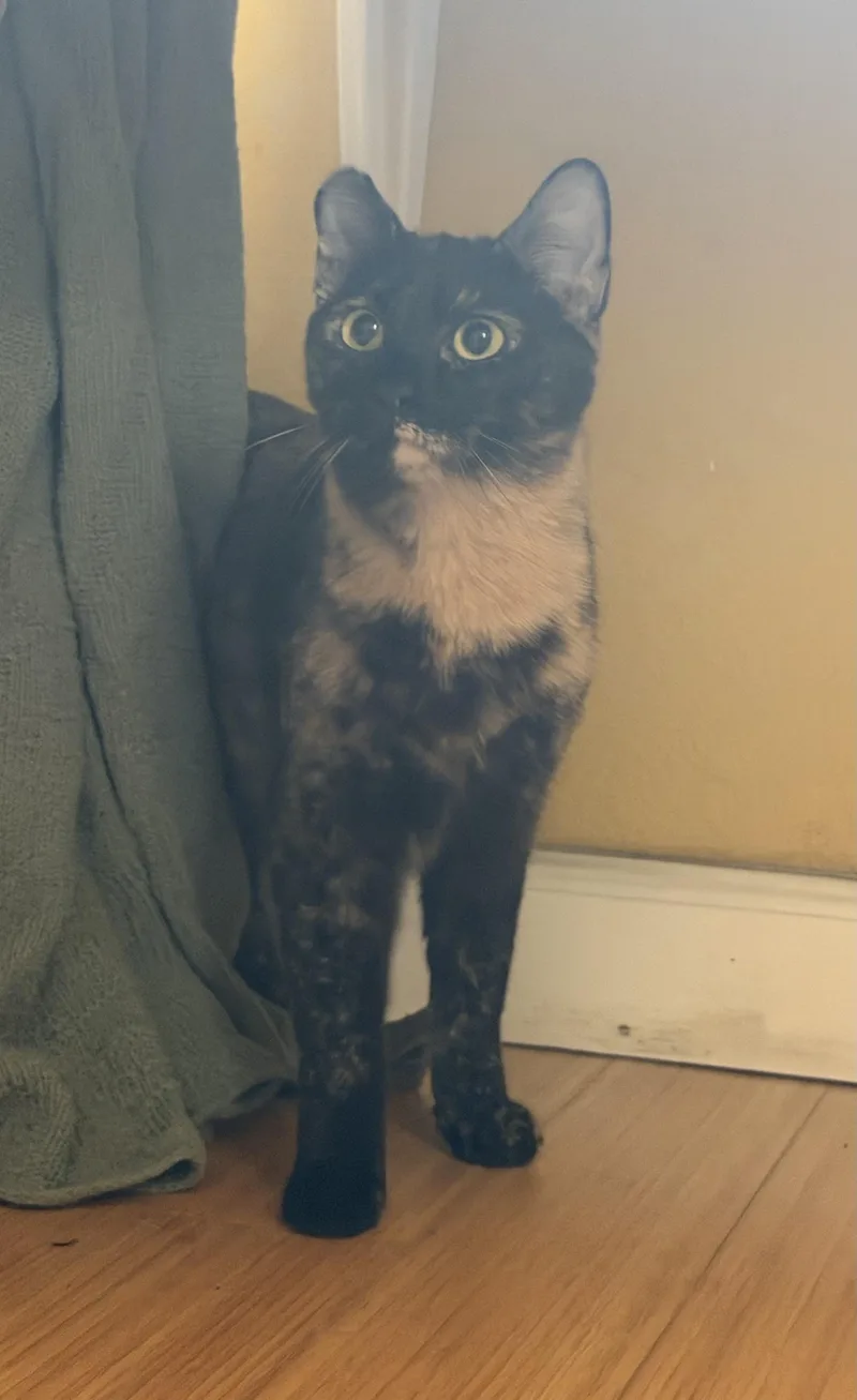 A young small-sized female Tortoiseshell Domestic Short Hair cat named Boo for adoption in San Jose, CA