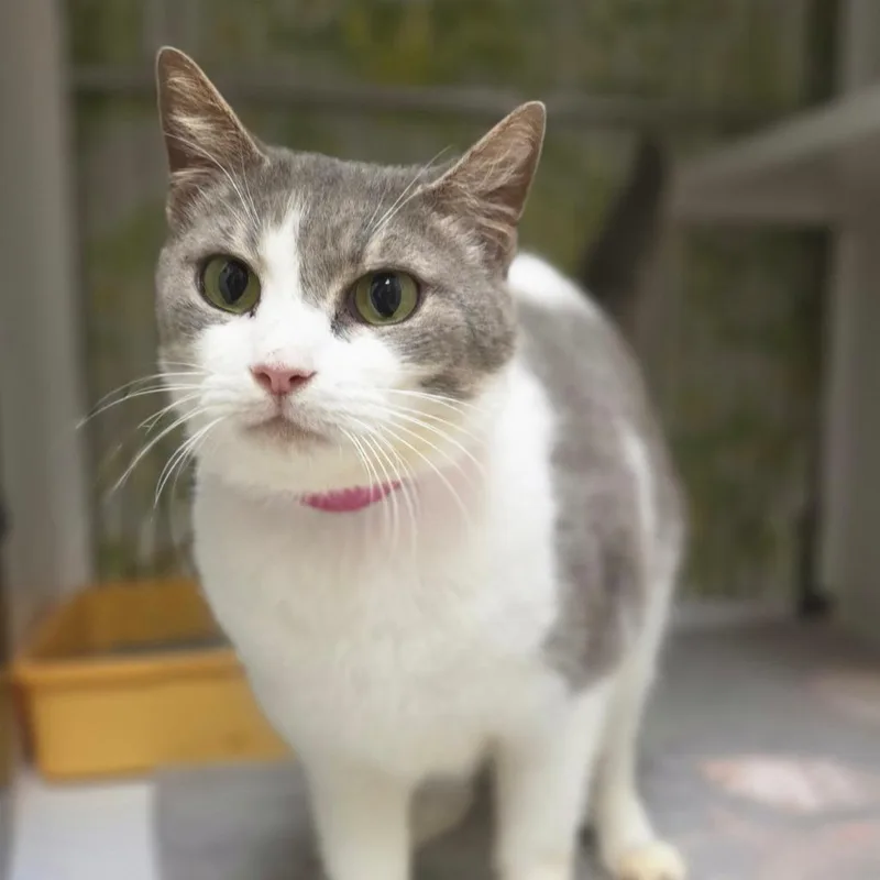 An adult medium-sized female Domestic Short Hair cat named Ultraviolet for adoption in New York, NY