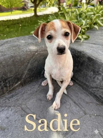 Sadie
