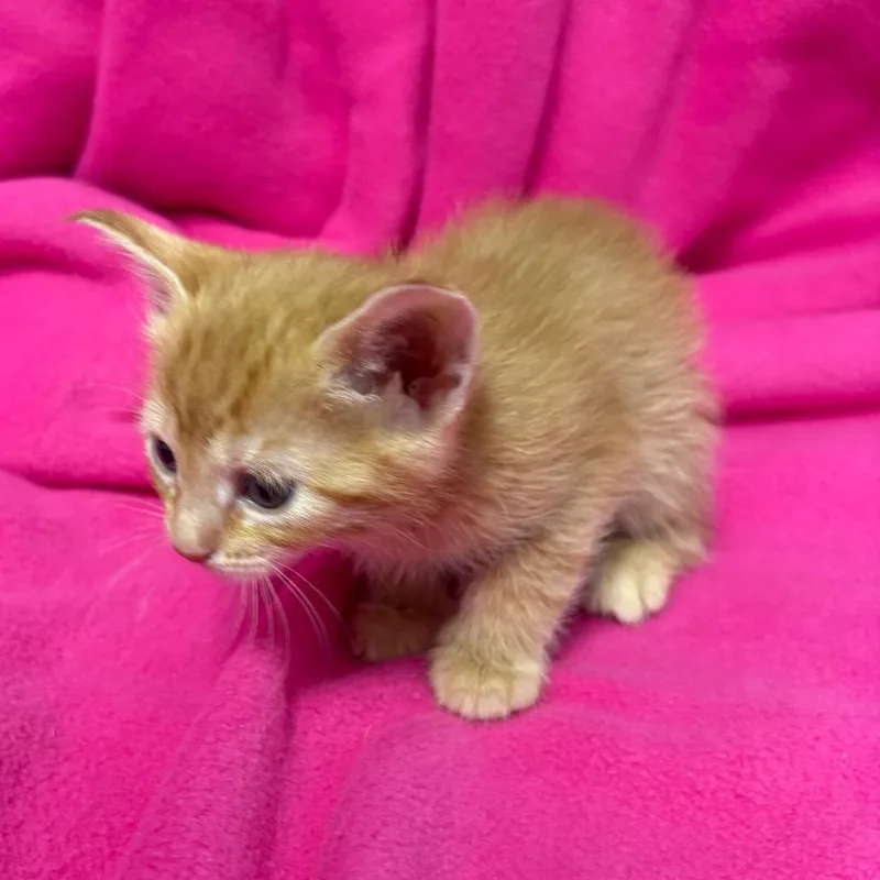 McGonagall thumbnail 2