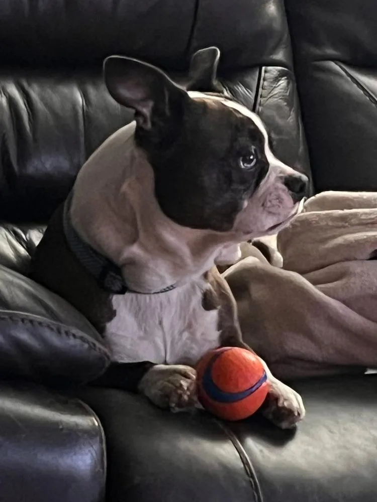 An adult small-sized male Boston Terrier dog named Bryce Andrews Ky for adoption in Maryville, TN