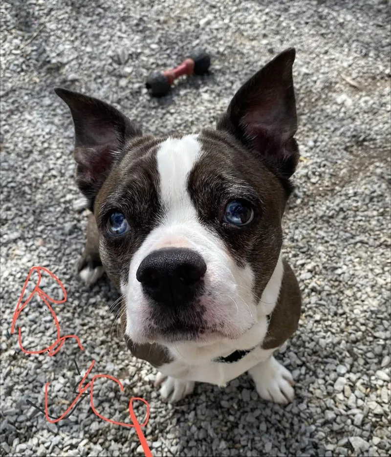 Bryce Andrews Ky thumbnail 3