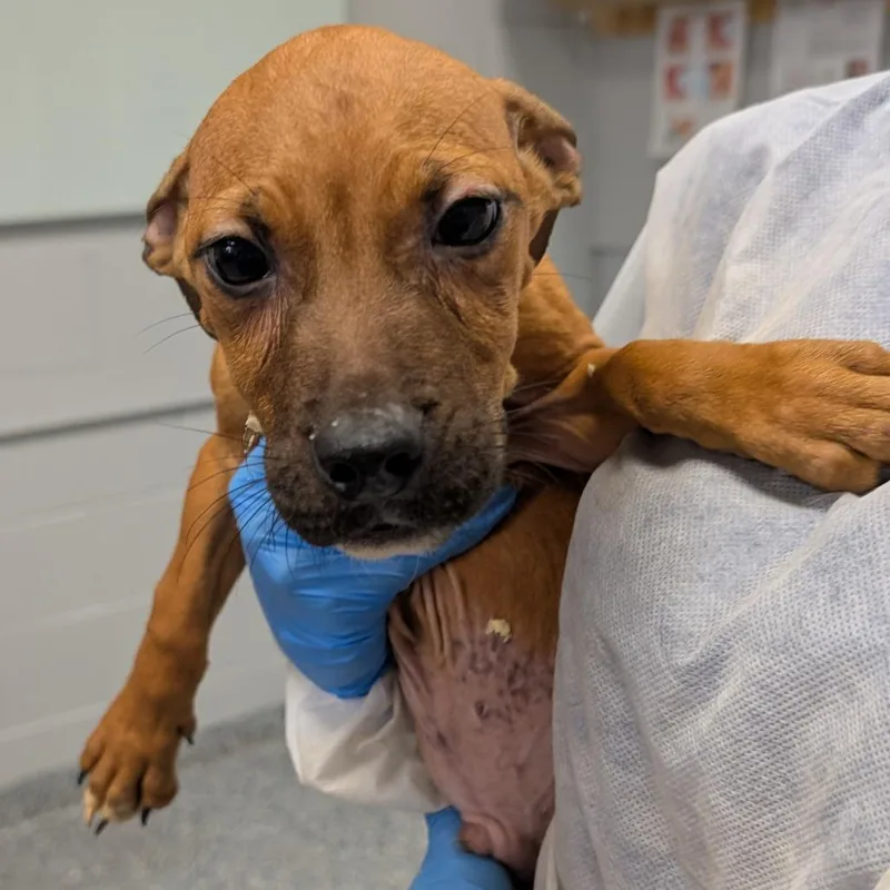 A baby small-sized male Mixed Breed dog named Soda for adoption in Greenville, SC
