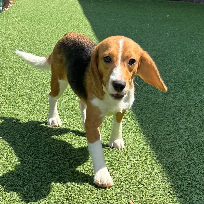 A young small-sized female Yellow / Tan / Blond / Fawn Beagle dog named Flower for adoption in LOXAHATCHEE, FL