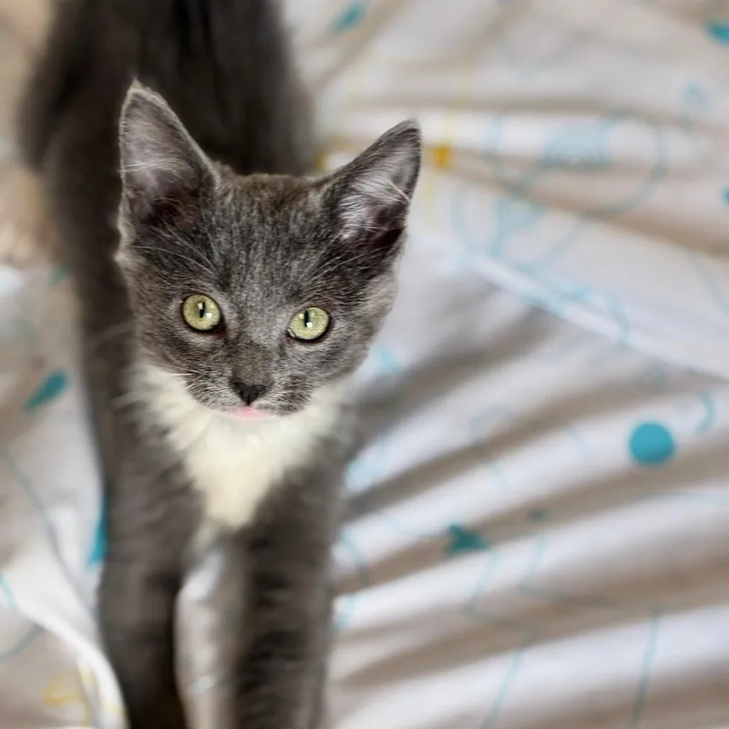 A baby small-sized female Gray / Blue / Silver Domestic Short Hair cat named Silver for adoption in South Elgin, IL