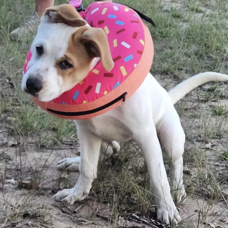 A baby medium-sized female Pit Bull Terrier dog named Penelope for adoption in Krum, TX
