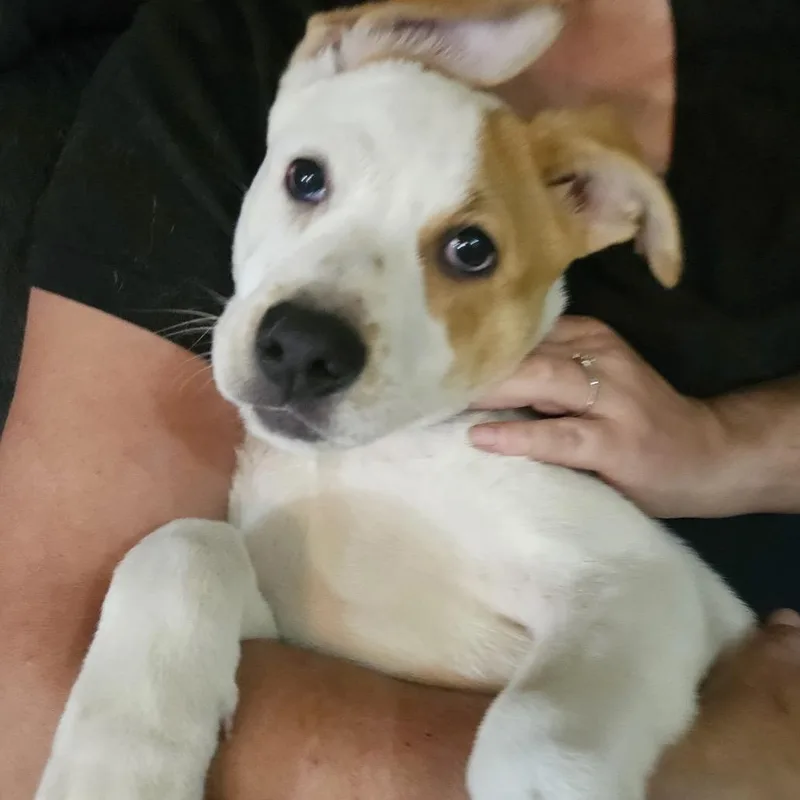 Penelope thumbnail 3