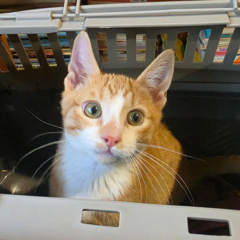 A baby small-sized male Orange / Red Domestic Short Hair cat named Simon Costa Mesa Location for adoption in Chino Hills, CA