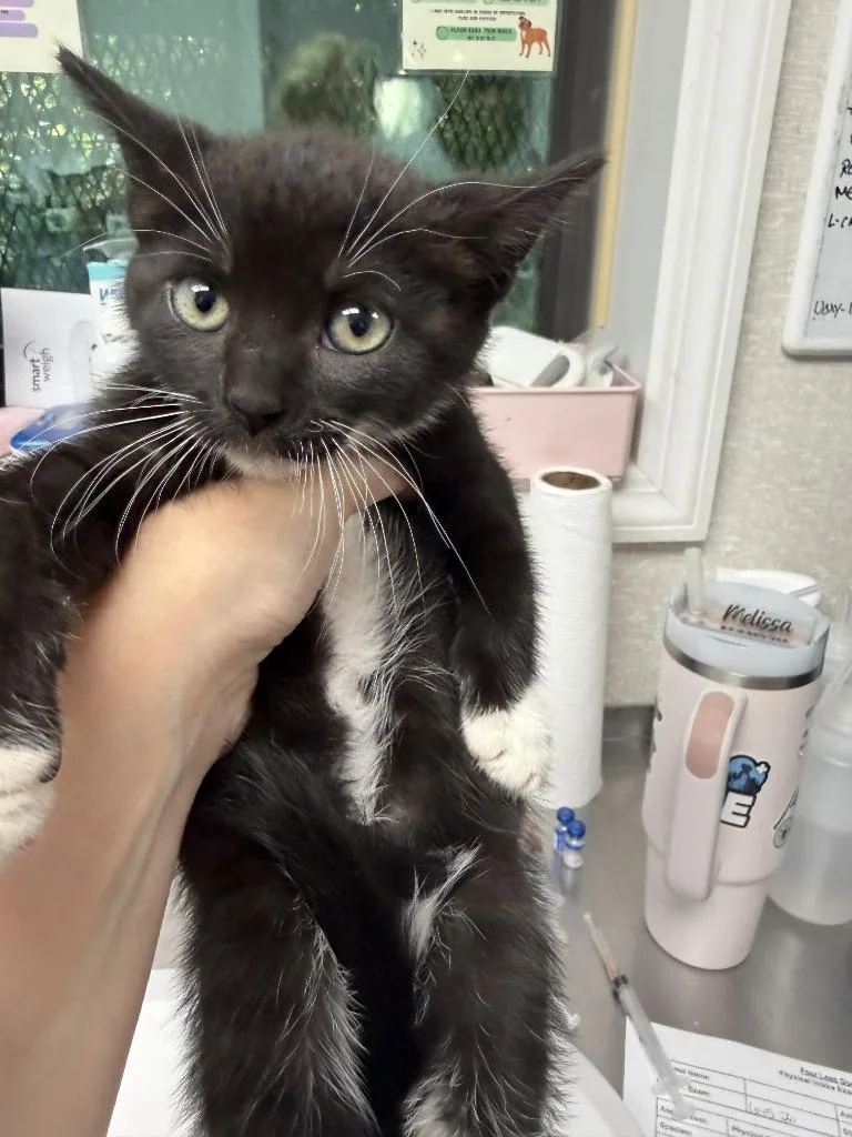 A baby medium-sized female Domestic Short Hair cat named Lorraine for adoption in Pomona, NY