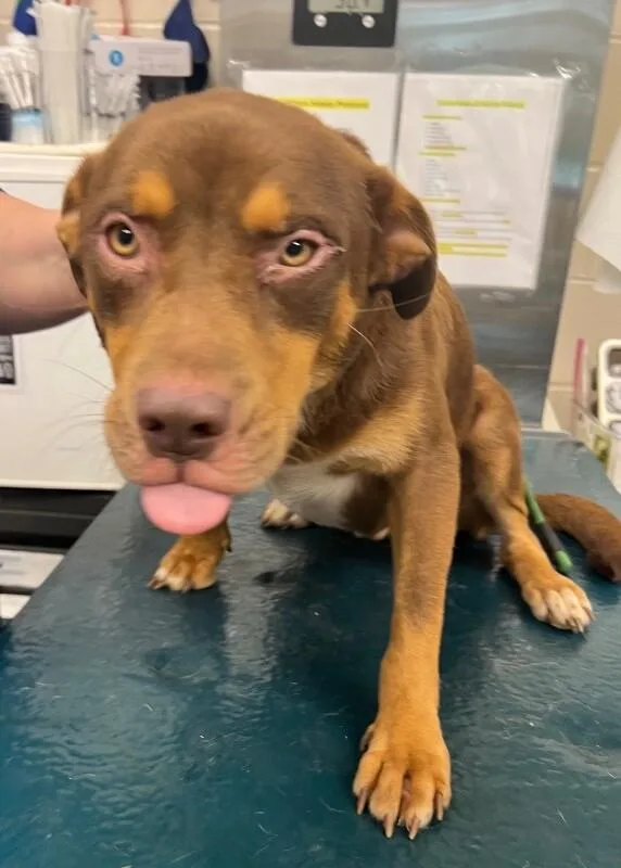An adult medium-sized male Brown / Chocolate Mixed Breed dog named Copper for adoption in Mobile, AL