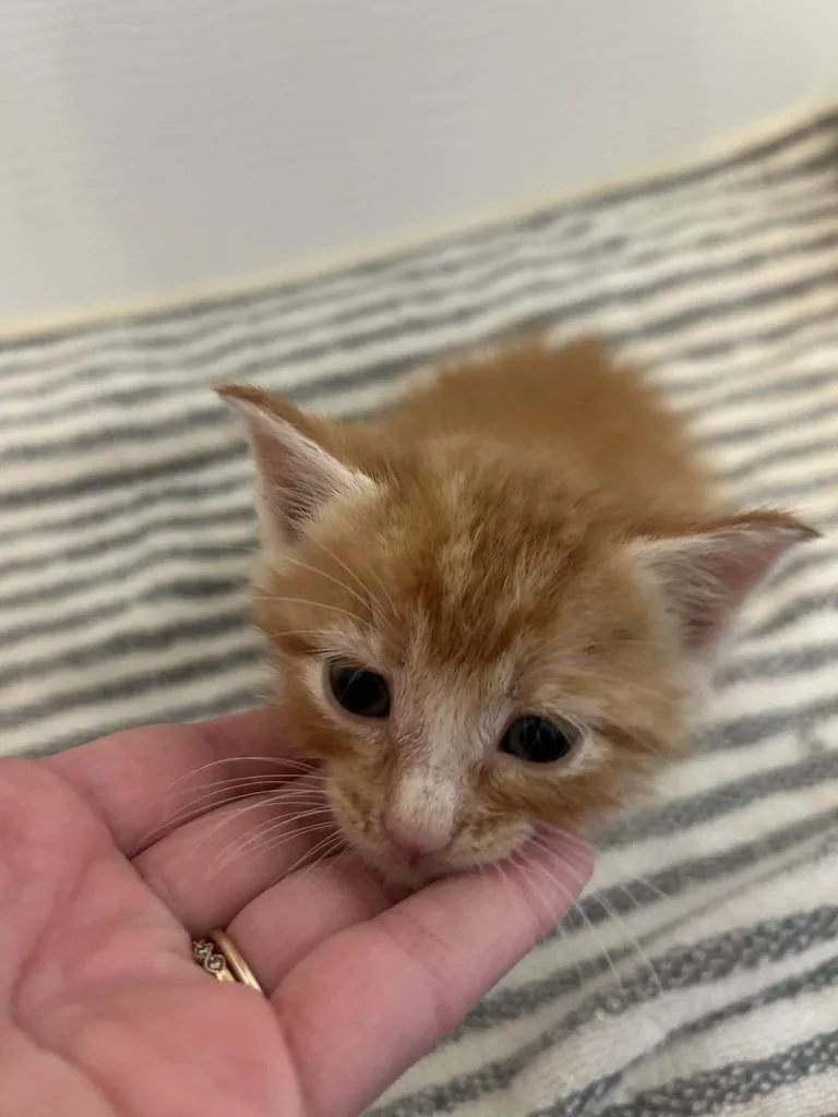 A baby small-sized male Domestic Short Hair cat named Paprika for adoption in Mustang, OK