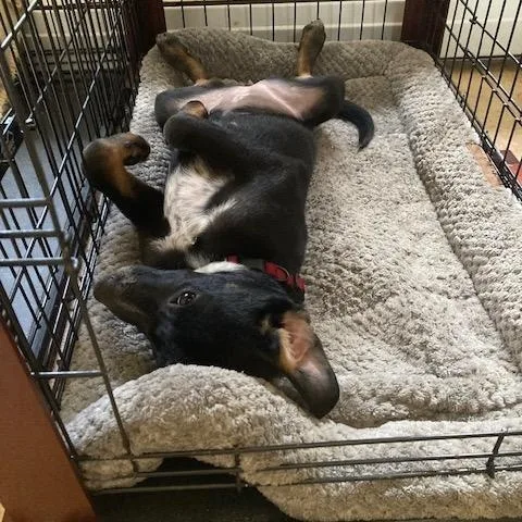 A young medium-sized female Black Australian Cattle Dog / Blue Heeler dog named Coco for adoption in Hempstead, NY