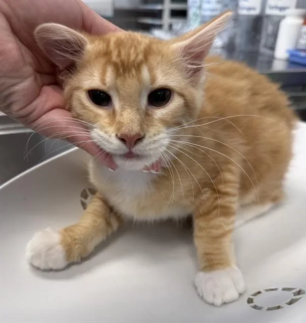 A young small-sized male Domestic Medium Hair cat named Stanley for adoption in Haw River, NC