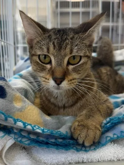 An adult medium-sized female Domestic Short Hair cat named Twix for adoption in Naples, FL