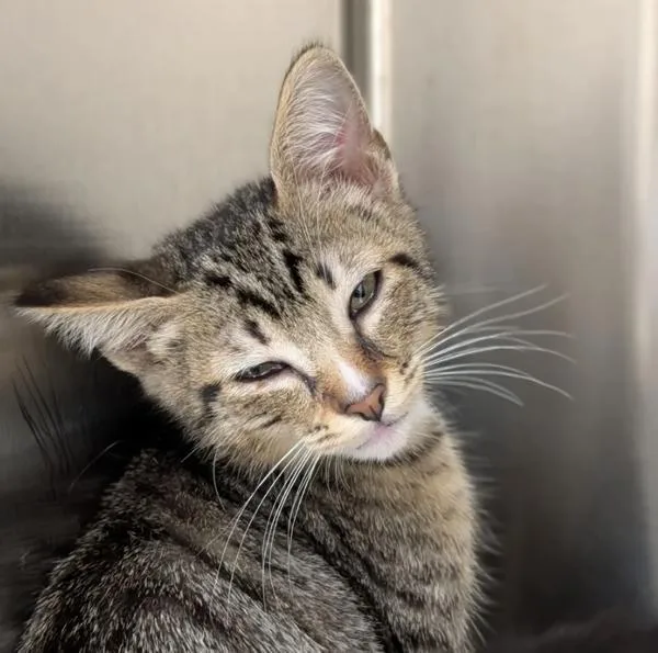 A baby small-sized male Domestic Short Hair cat named Baumans Farm for adoption in Sherwood, OR