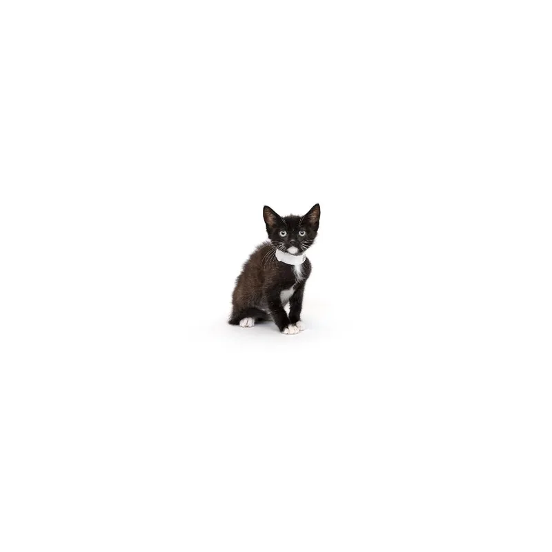 A baby small-sized female Black Domestic Short Hair cat named French for adoption in Playa Vista, CA