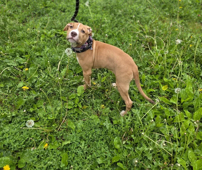 Nala
