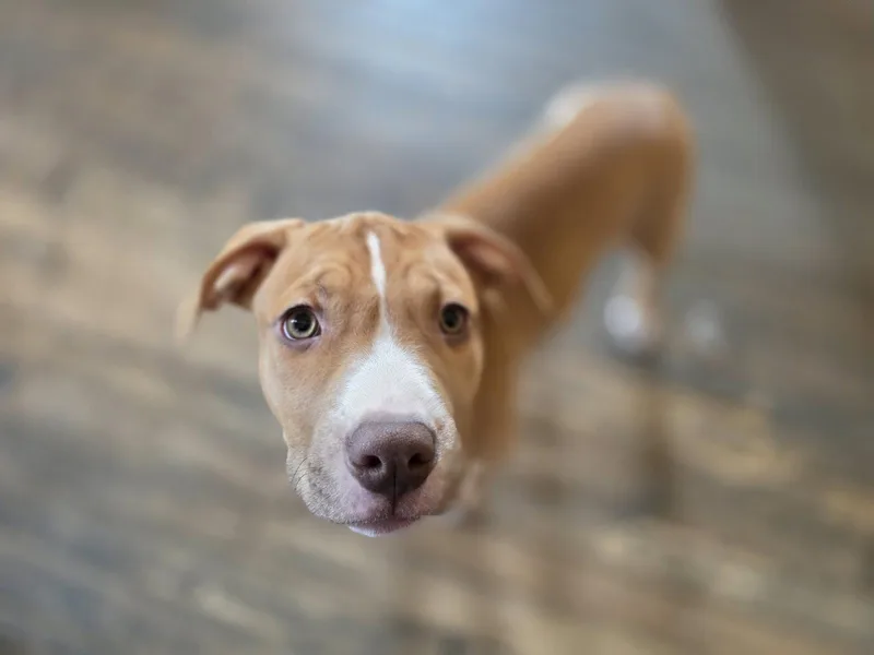Nala thumbnail 2