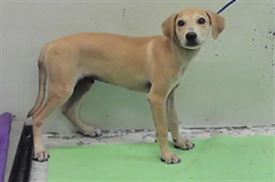 A baby small-sized male Labrador Retriever dog named Muffy for adoption in Houston, TX