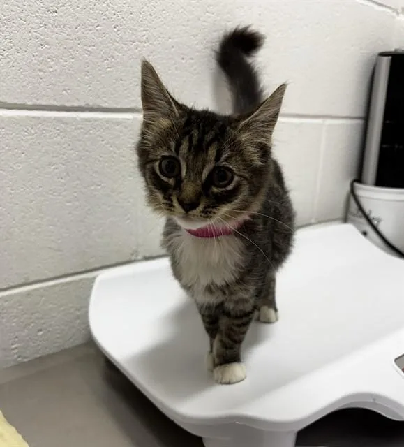A baby medium-sized female Domestic Medium Hair cat named LizzyNEW for adoption in Arlington, VA