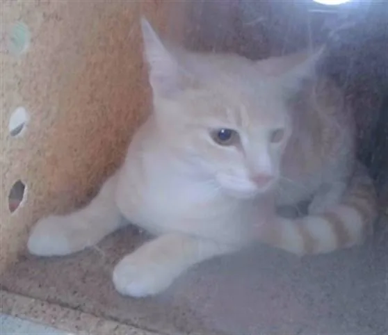 A young medium-sized male Domestic Short Hair cat named Julio for adoption in Baldwin Park, CA