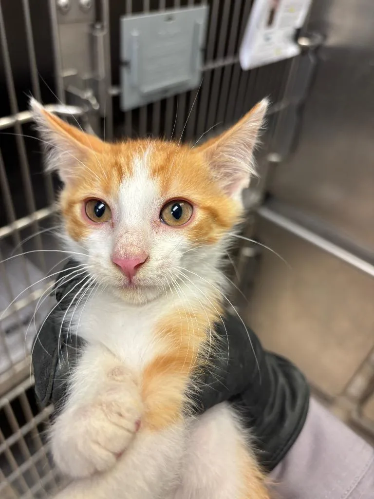 A baby small-sized male Domestic Short Hair cat named Freddy for adoption in Belton, TX