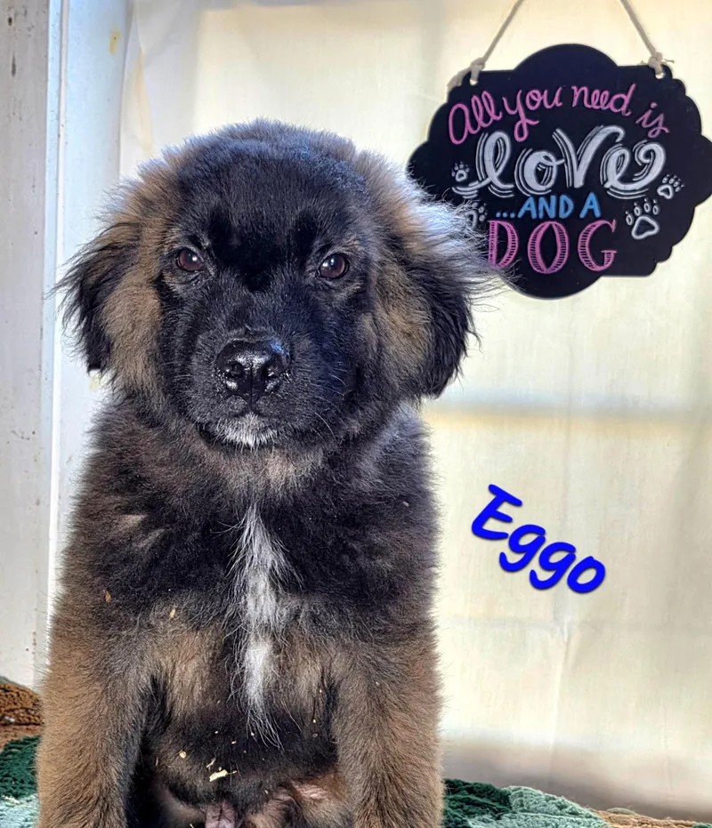 A baby medium-sized male Black Goldendoodle dog named Eggo for adoption in Watertown, CT