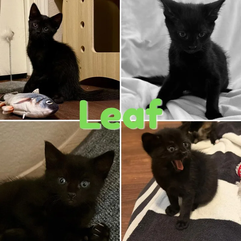 A baby small-sized male Black Domestic Short Hair cat named Leaf for adoption in Orangevale, CA