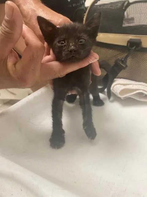 A baby medium-sized male Domestic Short Hair cat named Billy for adoption in Dallas, TX