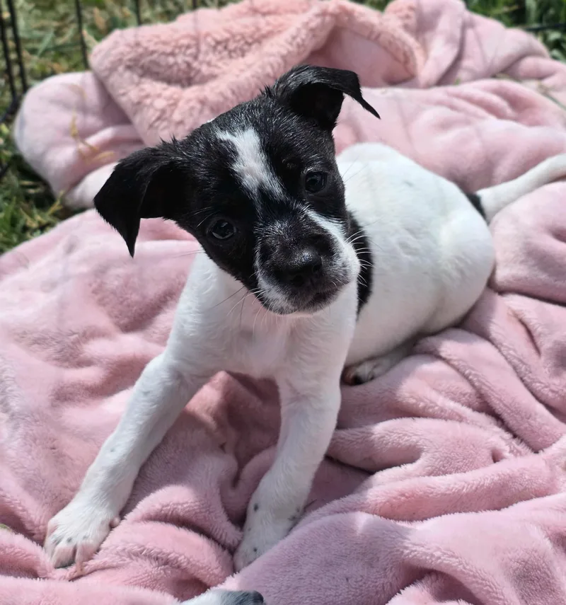 A baby small-sized female Chihuahua dog named Spade for adoption in Penryn, CA
