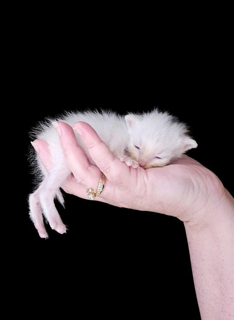 Breeze Bonded Wprince Henry thumbnail 2