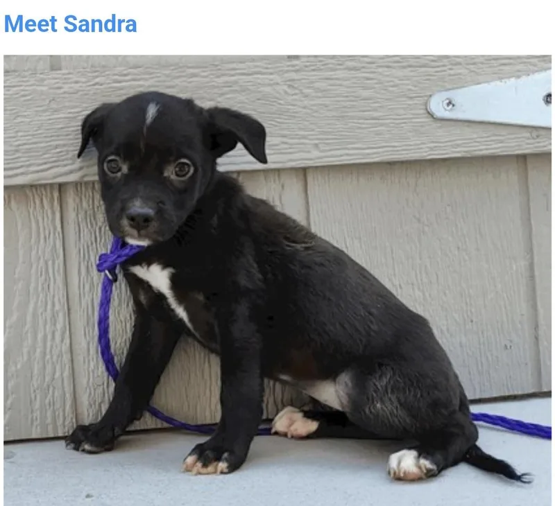 Sandra