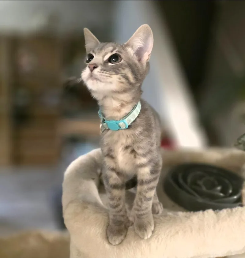 A baby medium-sized male Tabby (Gray / Blue / Silver) Domestic Short Hair cat named Miles Morales for adoption in Lincoln, NE