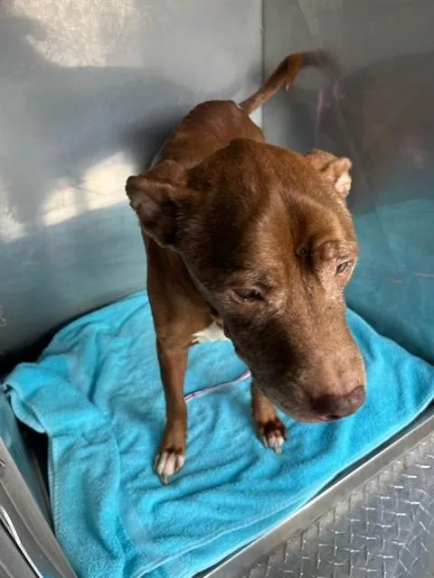 An adult medium-sized male Terrier dog named Billy for adoption in Fort Myers, FL