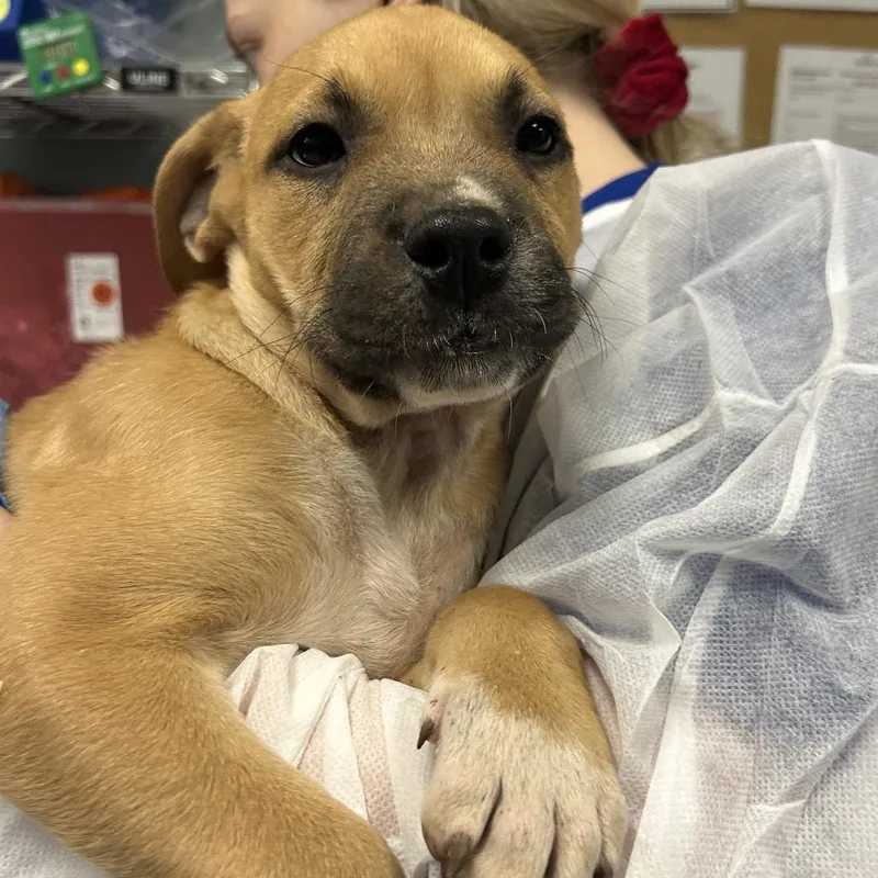 A baby small-sized female Brown / Chocolate Mixed Breed dog named Sydney for adoption in Greenville, SC