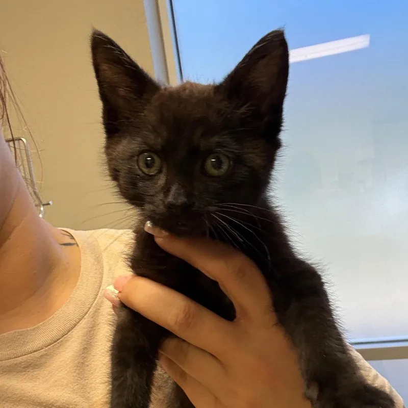 A baby small-sized male Domestic Medium Hair cat named Captain Crunch U for adoption in Tupelo, MS
