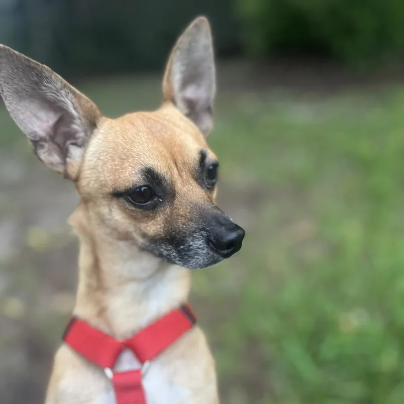 A young small-sized male Brown / Chocolate Chihuahua dog named Dobby for adoption in Orlando, FL
