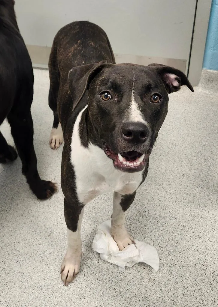 A young medium-sized female Black Mixed Breed dog named Jenny Lou for adoption in Frankfort, KY