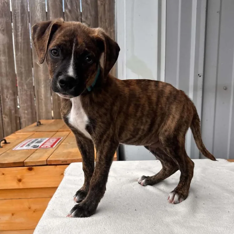 A baby large-sized male Brindle Boxer dog named Scooby Doo PR for adoption in Union, MO