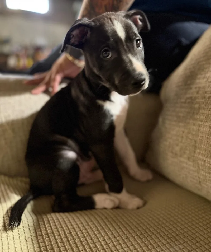 Rocco